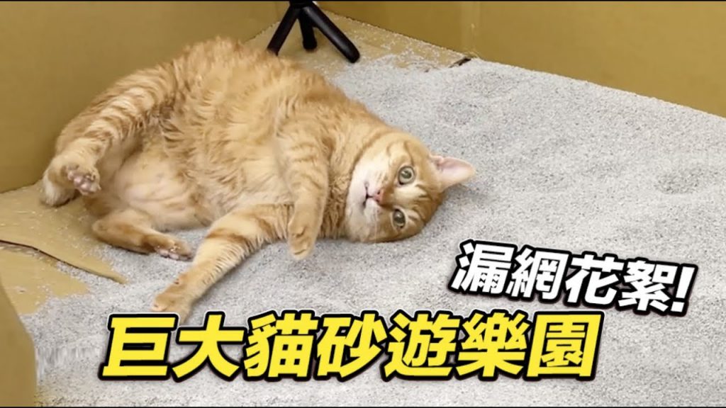 志銘與狸貓 【巨大貓砂遊樂園,漏網花絮!】志銘與狸貓