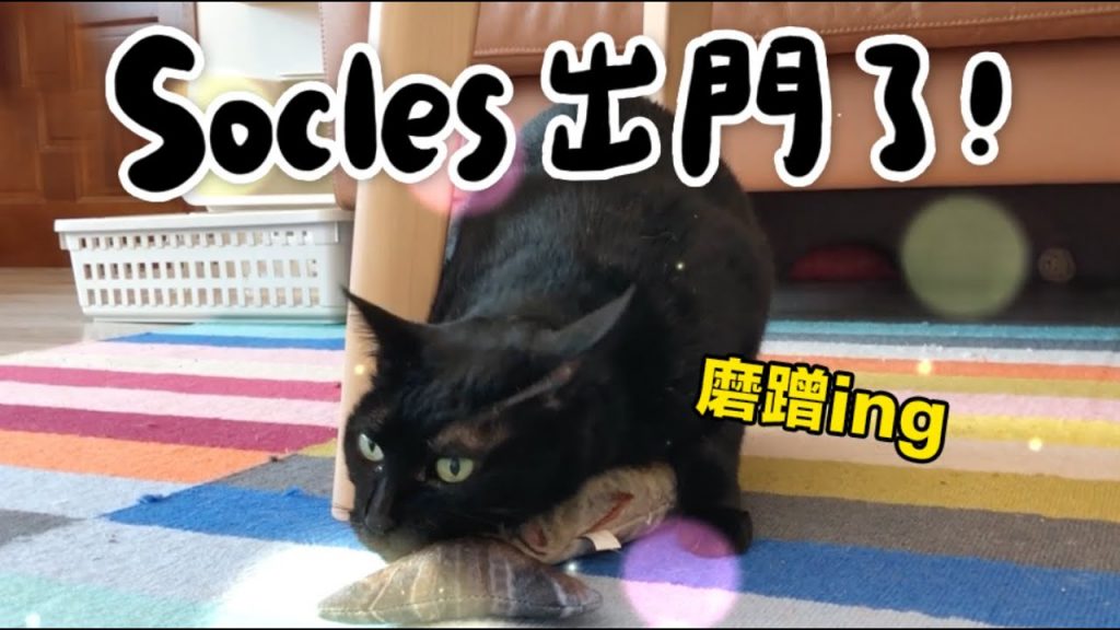 黃阿瑪的後宮生活 【黃阿瑪的後宮生活】Socles出門探險!