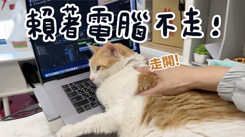 黃阿瑪的後宮生活 【黃阿瑪的後宮生活】阿瑪賴著電腦不走!還騷擾嚕嚕!