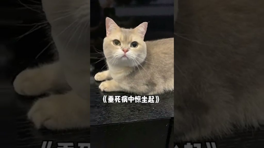 一隻鈍鈍少爺 【鈍鈍劇場】沒想到給我送花的居然不是人!!