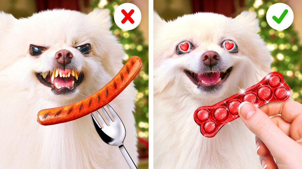 為寵物主人們準備的超寶貴小秘訣和超酷小工具