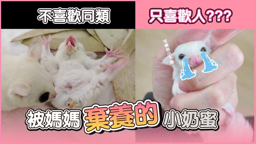 團團的萌寵部落 被媽媽抛棄的可憐小蜜袋鼯不喜歡同類,只喜歡我? 希望能把它養大吧。