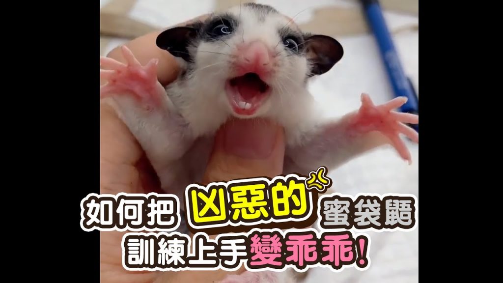 團團的萌寵部落 教你如何把一隻凶惡的蜜袋鼯訓練上手變乖乖