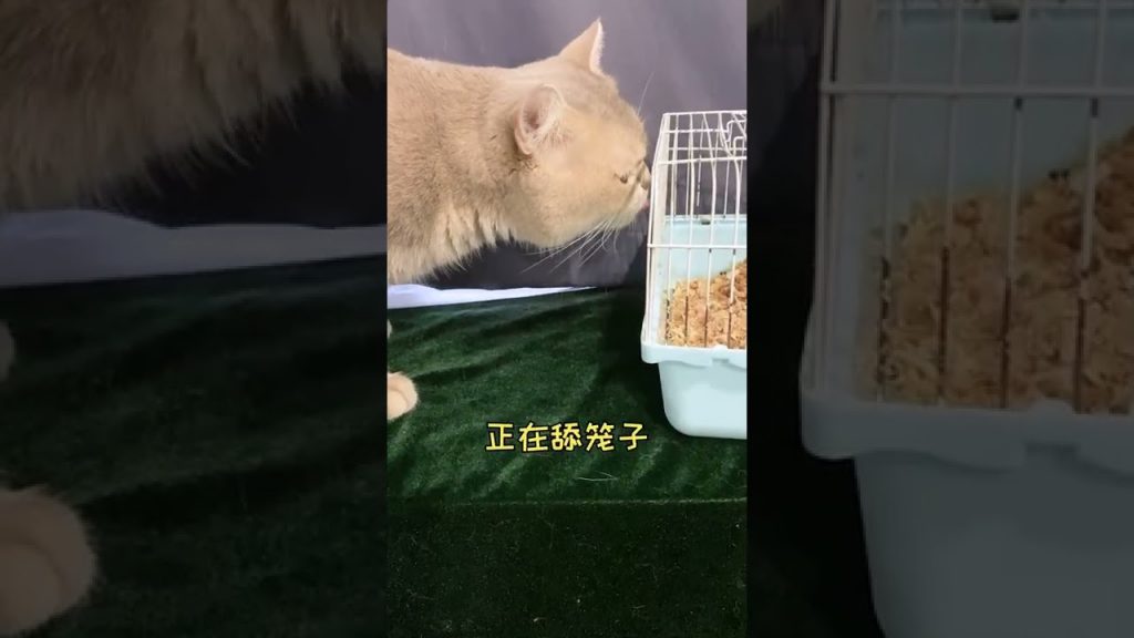 一隻鈍鈍少爺 【鈍鈍的日常】我好像發現了不得了的事情??