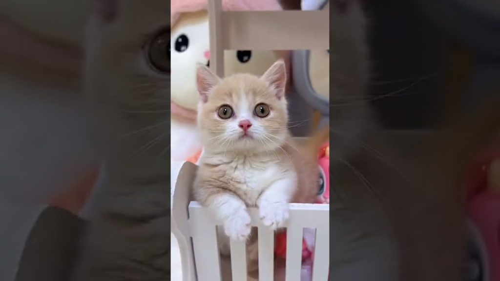 獨生子的日常 【小奶貓成長記】給妹妹的七夕禮物 大家幫忙想個名字吧