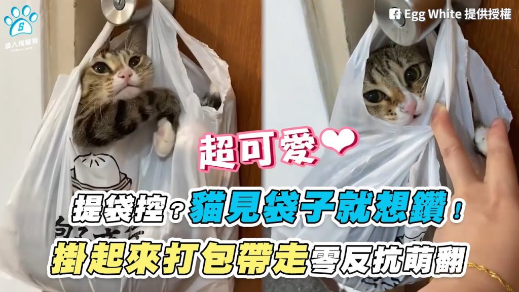 【提袋控?貓見袋子就想鑽! 掛起來打包帶走零反抗萌翻】|網友 / Egg White / Spancer Kuo
