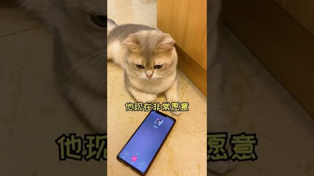 一隻鈍鈍少爺 【鈍鈍的日常】給你狂的,我還治不了小貓咪了?