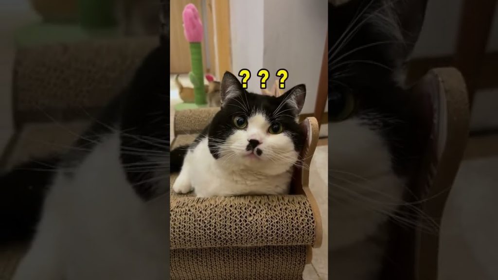 麻蛋和丑丑 【不要胡子啊】它一定听懂了,在这装傻呢