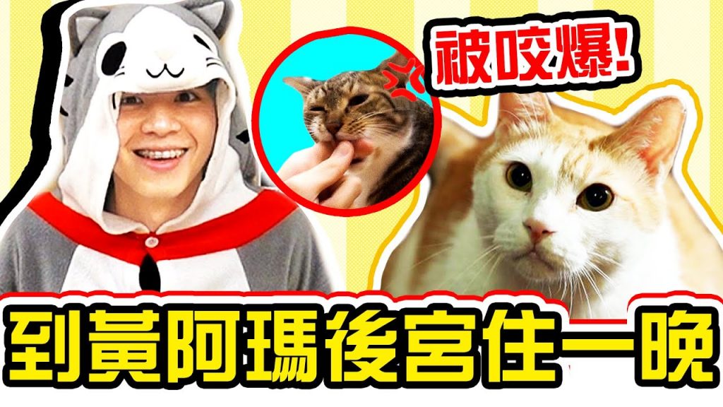 闖進黃阿瑪後宮住一晚,竟被貓狠咬一口!【黃氏兄弟】#一日室友系列 feat. @黃阿瑪的後宮生活