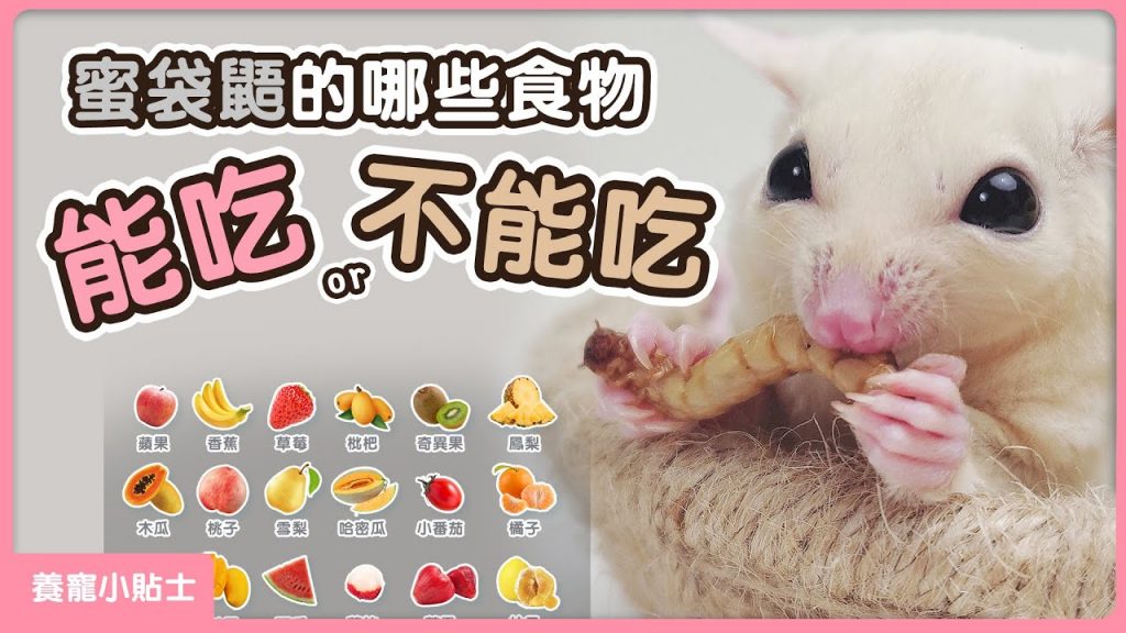 團團的萌寵部落 蜜袋鼯的食物有哪些能吃和不能吃的知道嗎? | 蜜袋鼯新手飼養食譜 What do sugar gliders eat?