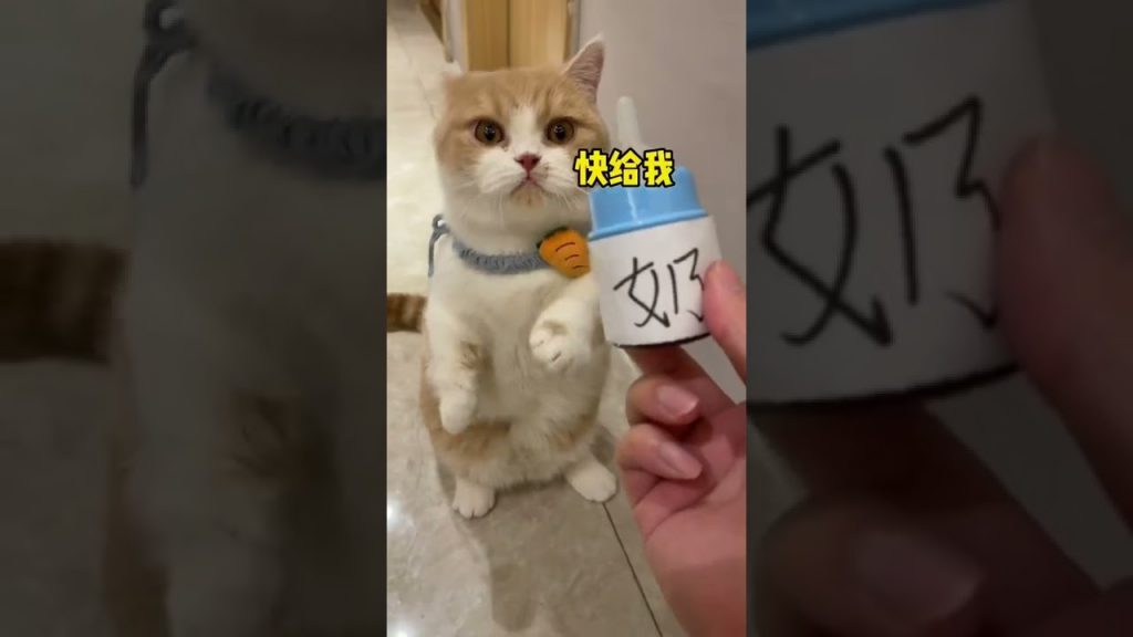 麻蛋和丑丑 【麻蛋和丑丑】这小猫咪酒量不行啊,难怪这么喜欢喝奶!