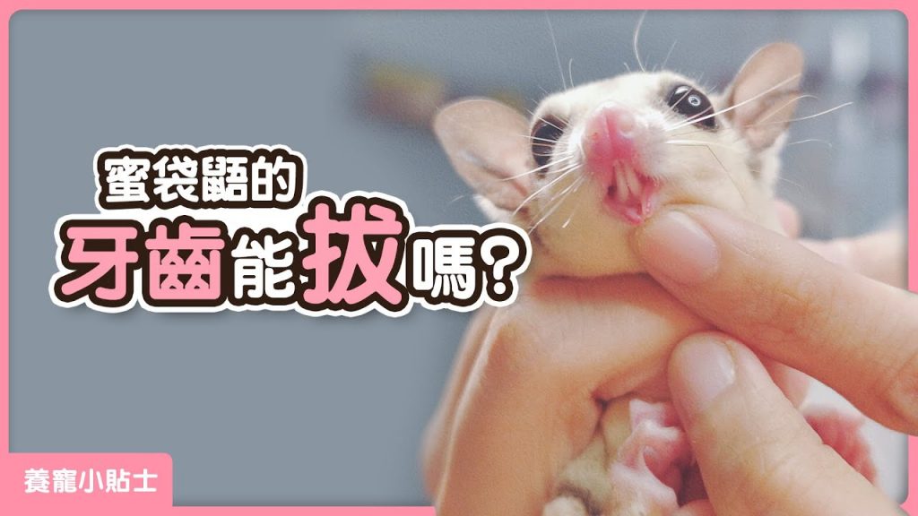 團團的萌寵部落 蜜袋鼯的牙齒能拔嗎?這是一個影響小蜜一生的問題。【養寵小貼士】