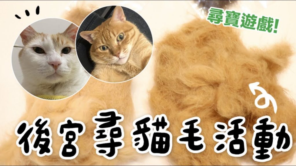 黃阿瑪的後宮生活 【黃阿瑪的後宮生活】後宮貓毛尋寶遊戲!