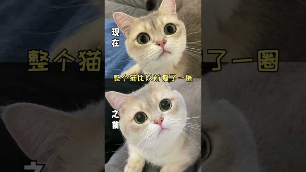 一隻鈍鈍少爺 【鈍鈍劇場】哪裡來的小貓咪,套路這麼多#cat #shorts