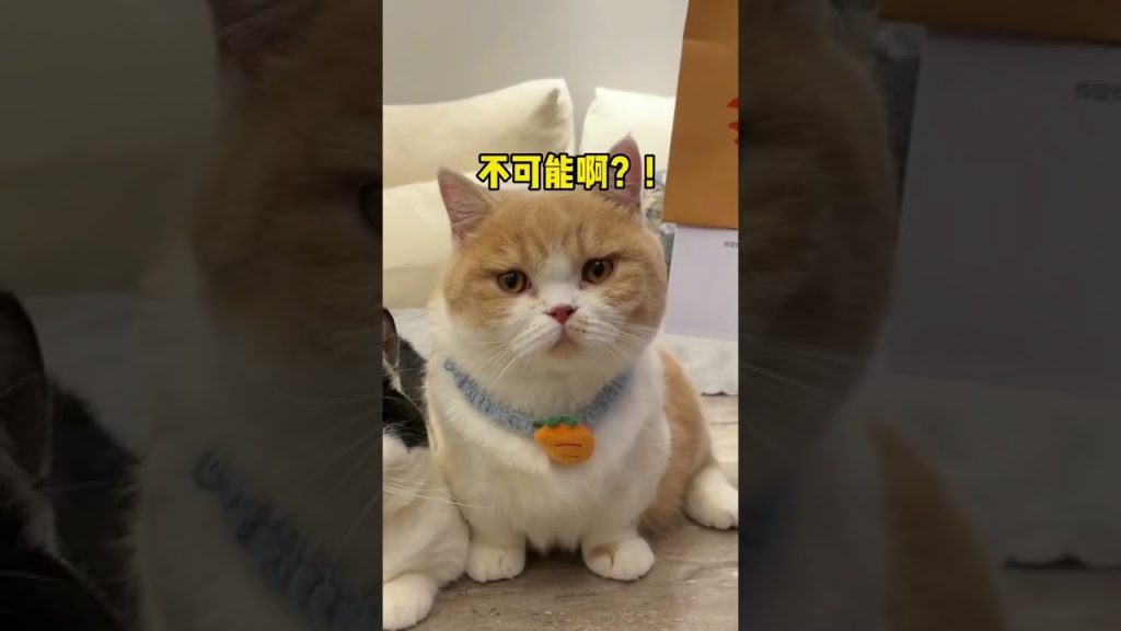 麻蛋和丑丑 【麻蛋和丑丑】大结局了!