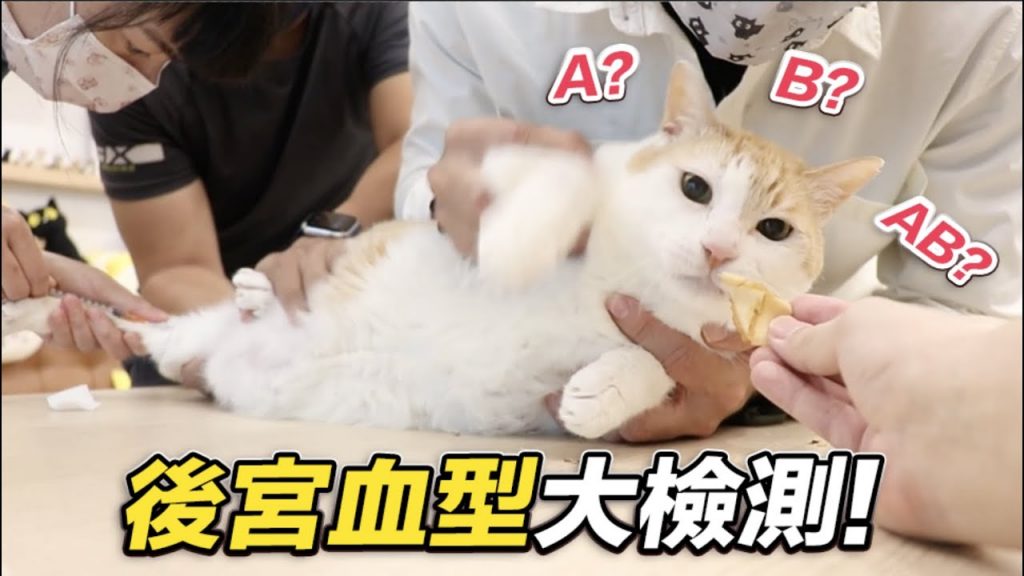 志銘與狸貓 【後宮血型大檢測!貓也有AB型!】志銘與狸貓