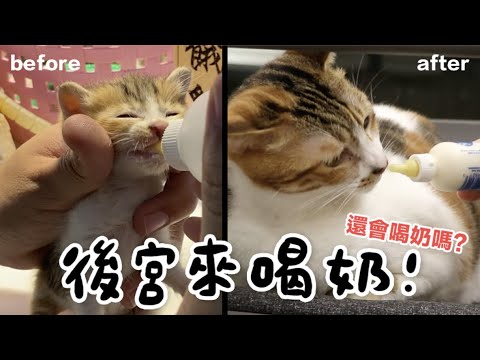 黃阿瑪的後宮生活 【黃阿瑪的後宮生活】來喝貓咪牛奶!還會用奶瓶喝嗎?