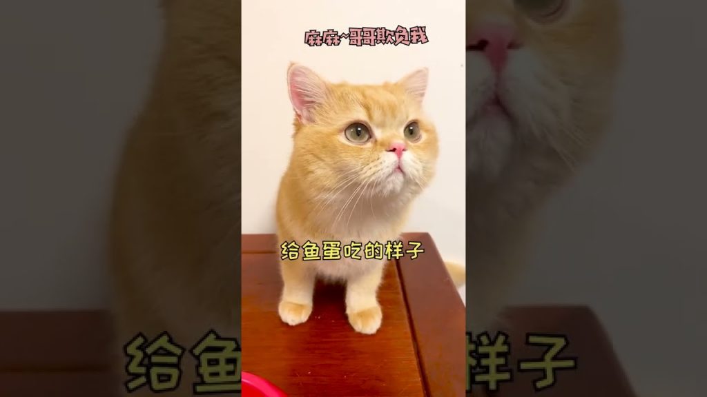 一隻鈍鈍少爺 【鈍鈍的日常】我家貓這是怎麽了…