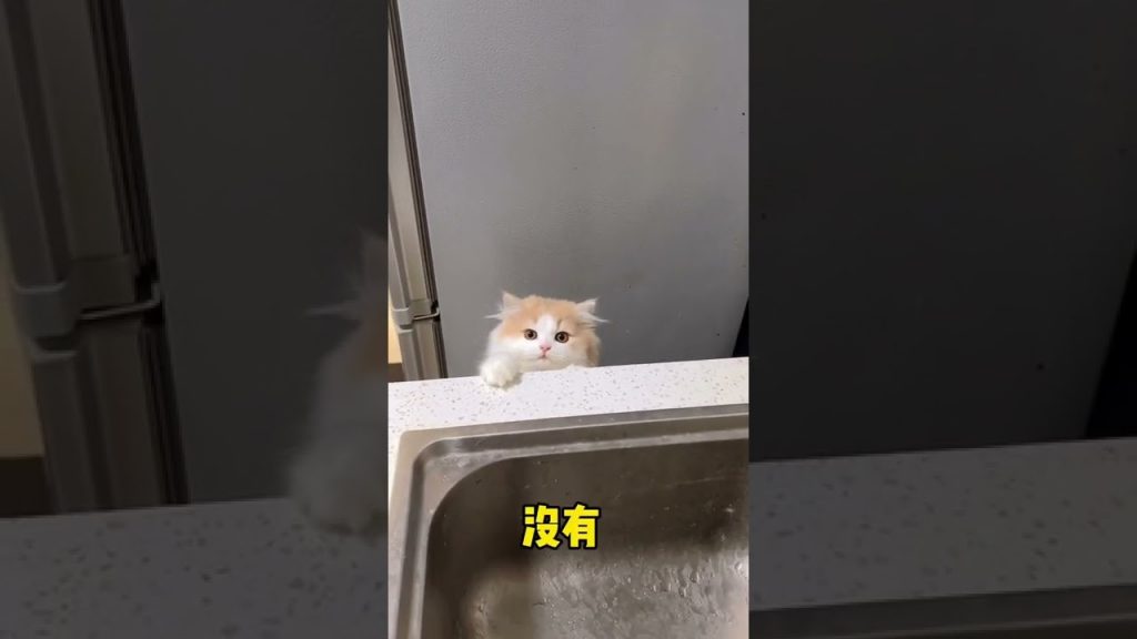 獨生子的日常 【小奶貓成長記】這麼小氣 到底給不給它吃罐罐?