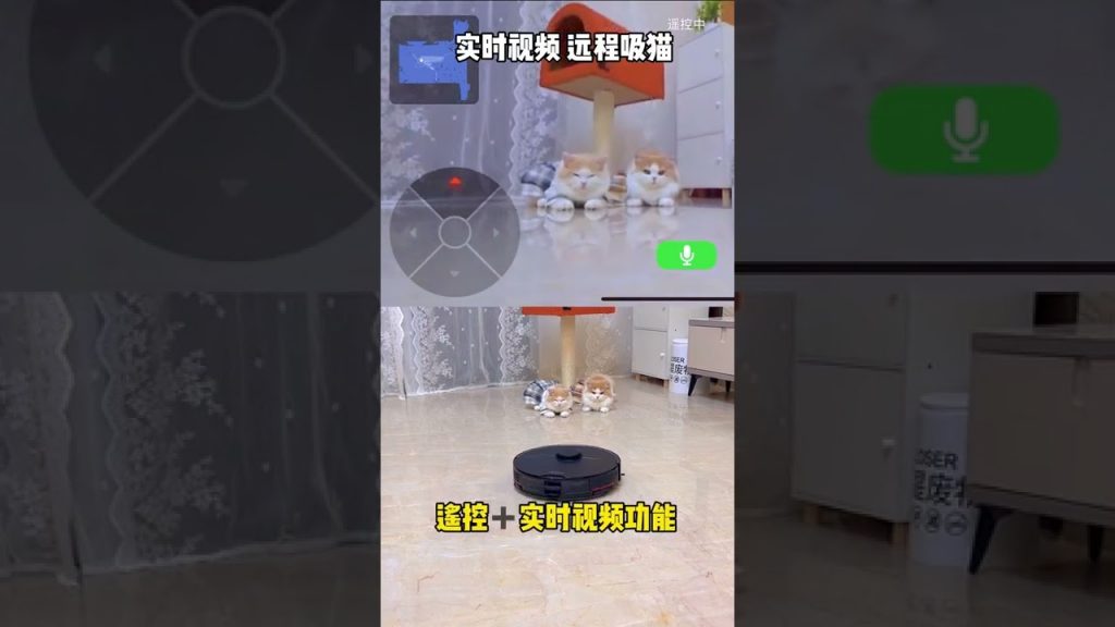 獨生子的日常 【小奶貓成長記】不僅會保護弟弟 還教會弟弟保護自己