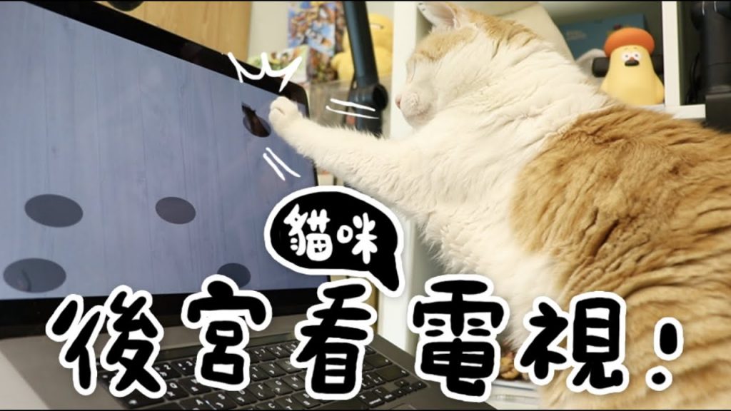 黃阿瑪的後宮生活 【黃阿瑪的後宮生活】後宮看貓咪電視!再也不會無聊了!