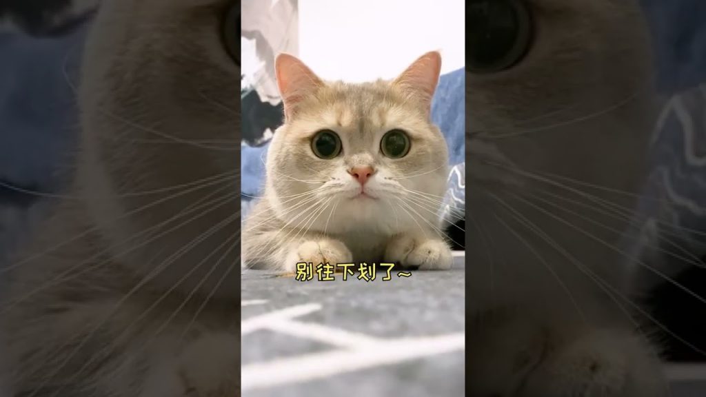 一隻鈍鈍少爺 【鈍鈍的日常】快把貓咪轉發給需要安慰的小寶貝吧