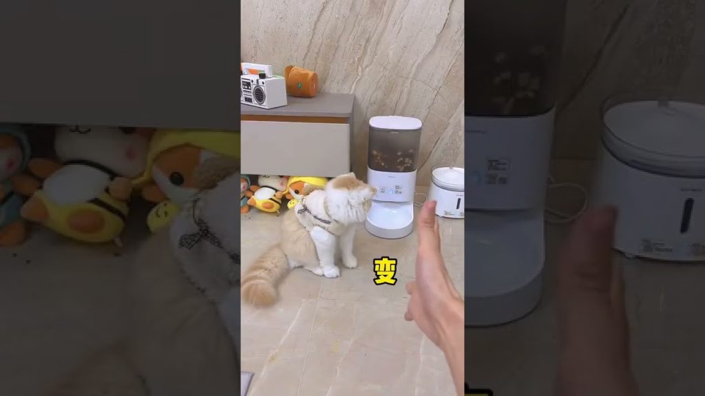 獨生子的日常 【小奶貓成長記】小奶貓就是好騙