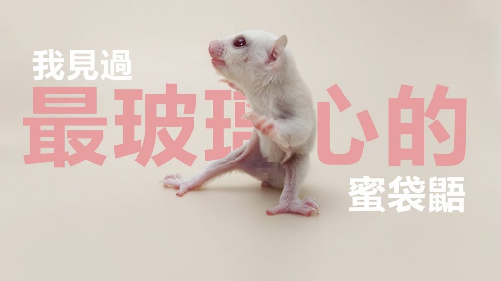 團團的萌寵部落 我見過最玻璃心最兇的蜜袋鼯,最後我能撫摸馴服到它嗎?| fragile Sugar glider
