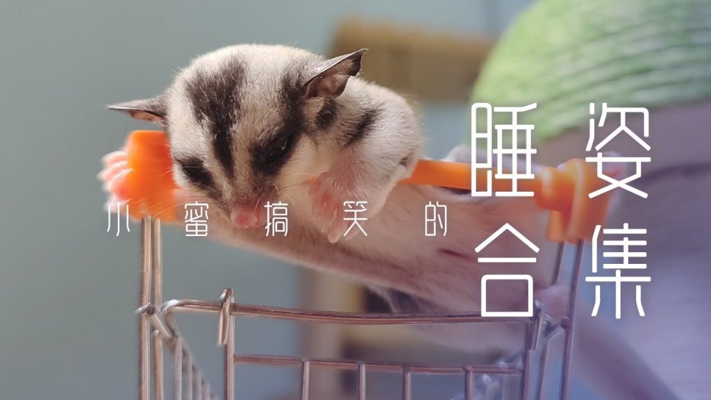 團團的萌寵部落 【超治愈萌寵】蜜袋鼯搞笑睡覺姿勢合集 一個比一個可愛. Sugargulidar Sleeping position