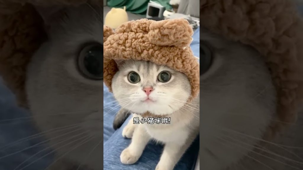 一隻鈍鈍少爺 【鈍鈍的日常】我不是小熊,我是小貓咪哦