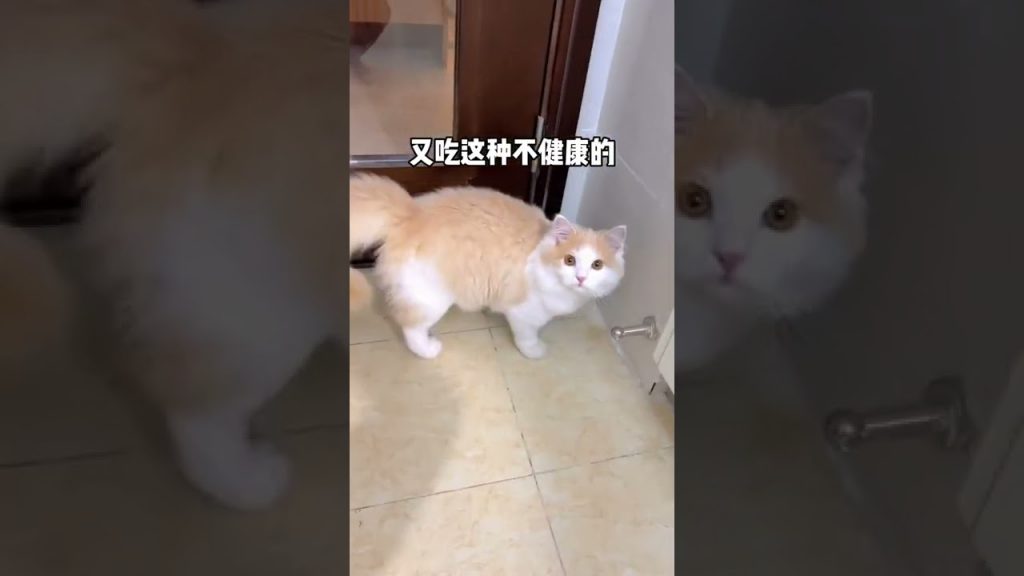 獨生子的日常 【小奶貓成長記】如何利用一隻工具貓