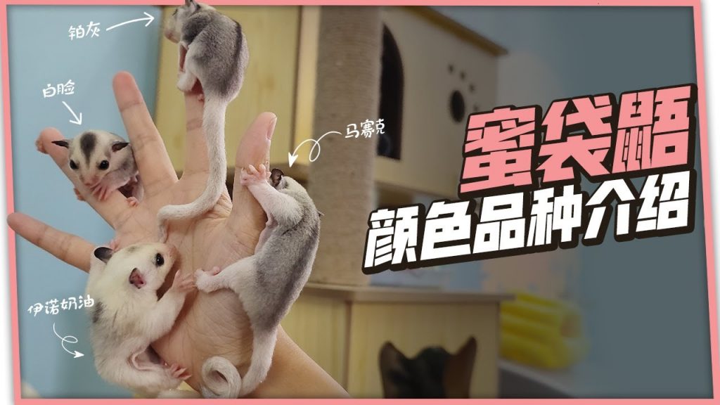 團團的萌寵部落 【Pets Tribe萌寵部落】蜜袋鼯你知道都有什麼顏色品種嗎?這可能是全網最全的顏色介紹 Varieties of sugarglider