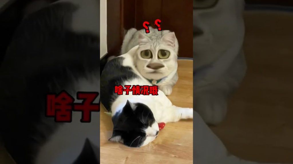 麻蛋和丑丑 【不要胡子啊】当发晴的母猫遇上弯了的公猫