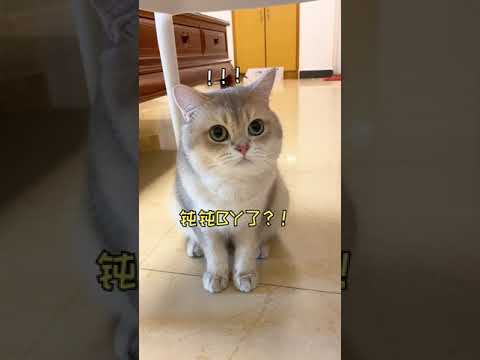 一隻鈍鈍少爺 【鈍鈍的日常】完了完了,另一隻貓也怕光了?