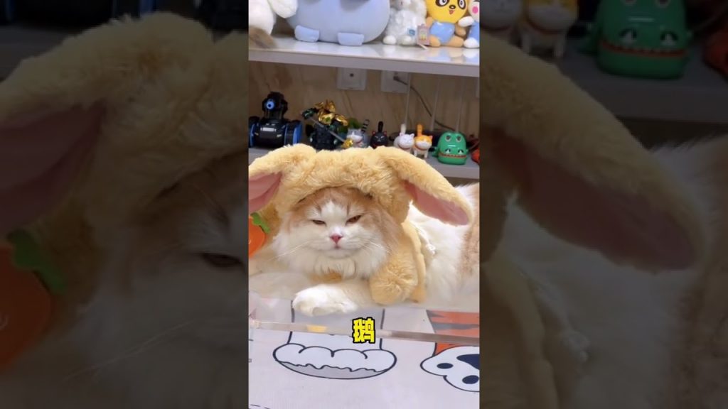 獨生子的日常 【小猫咪成长记】最后那一下有撞到姐姐的心坎上吗?