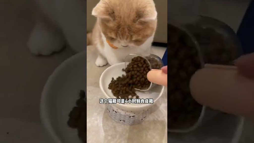 麻蛋和丑丑 【麻蛋和丑丑】这个猫爸爸也太不靠谱了,竟然还没断奶!