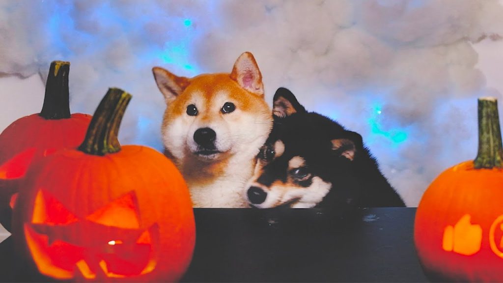 Oka the Shiba Inu 柴犬Oka 主人給狗狗講恐怖故事,柴犬會害怕嗎