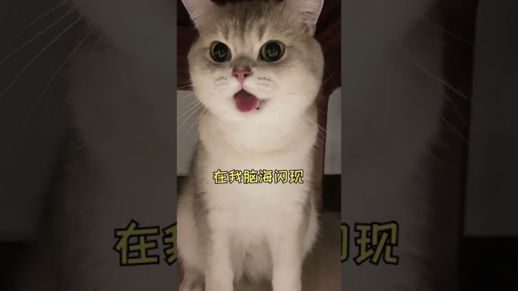 一隻鈍鈍少爺 【鈍鈍劇場】我家貓竟然害怕這種東西?