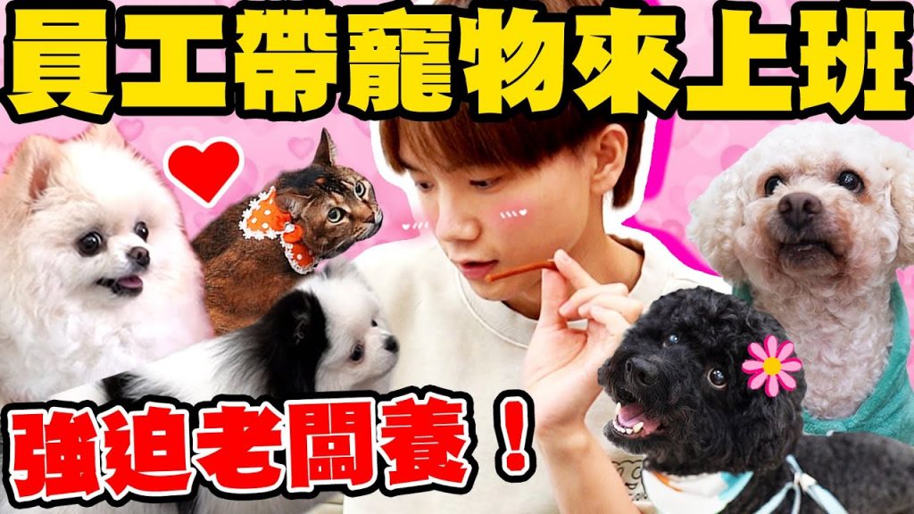 員工帶寵物來上班,強迫老闆養!貓貓狗狗塞滿工作室【黃氏兄弟】PRANK 整人