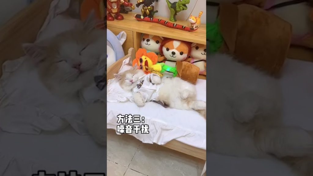 獨生子的日常 【小奶猫成长记】这个睡眠质量你羡慕吗?