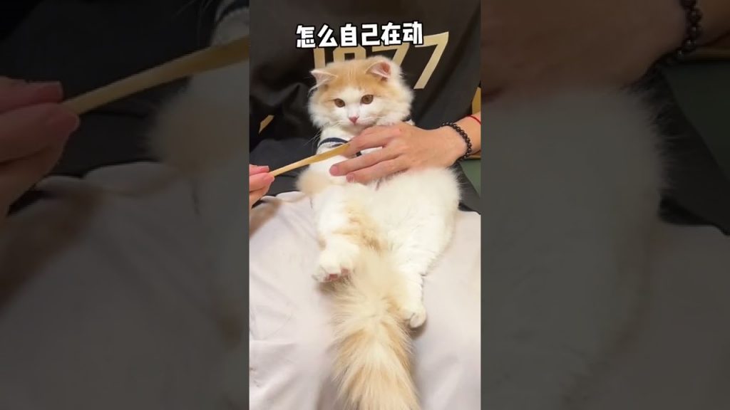 獨生子的日常 【小奶貓成長記】快讓你有貓的姐妹來試試 太可愛了