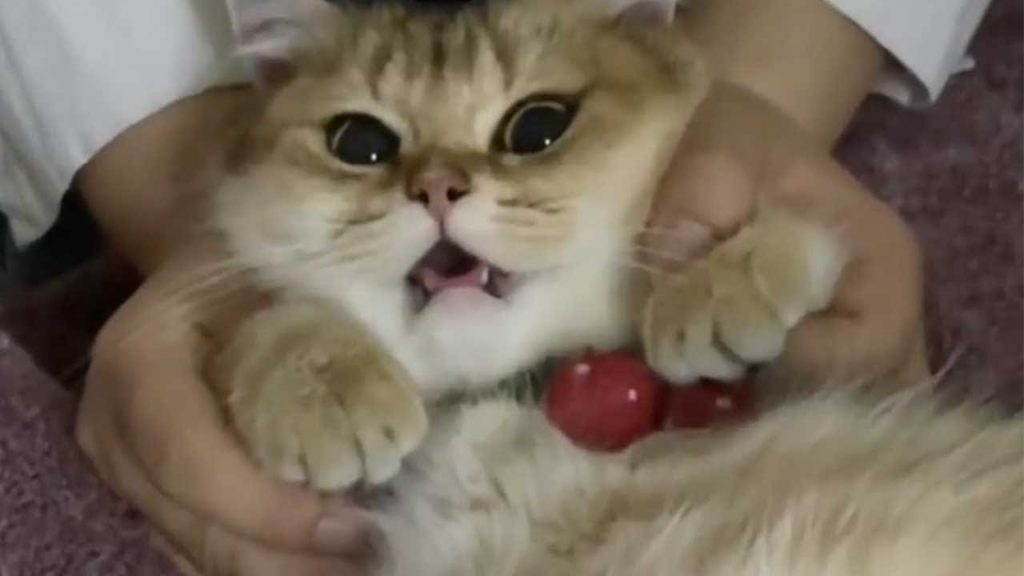 麻蛋和丑丑 【麻蛋和丑丑】真相大白!生出来的小猫竟然这么丑!