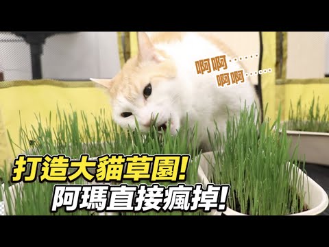 志銘與狸貓 【打造巨大貓草園!阿瑪出現瘋狂行徑!】志銘與狸貓