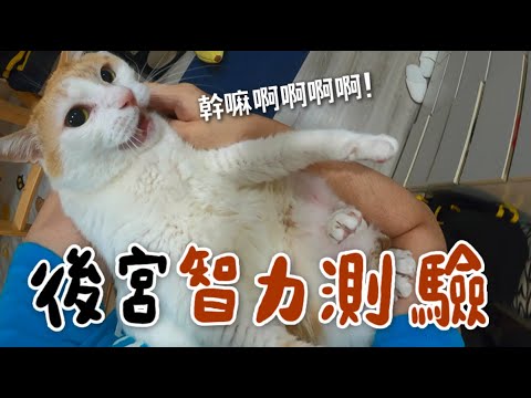 黃阿瑪的後宮生活 【黃阿瑪的後宮生活】#貓智力測驗! EP.2 聰明的貓咪會伸手撐牆?