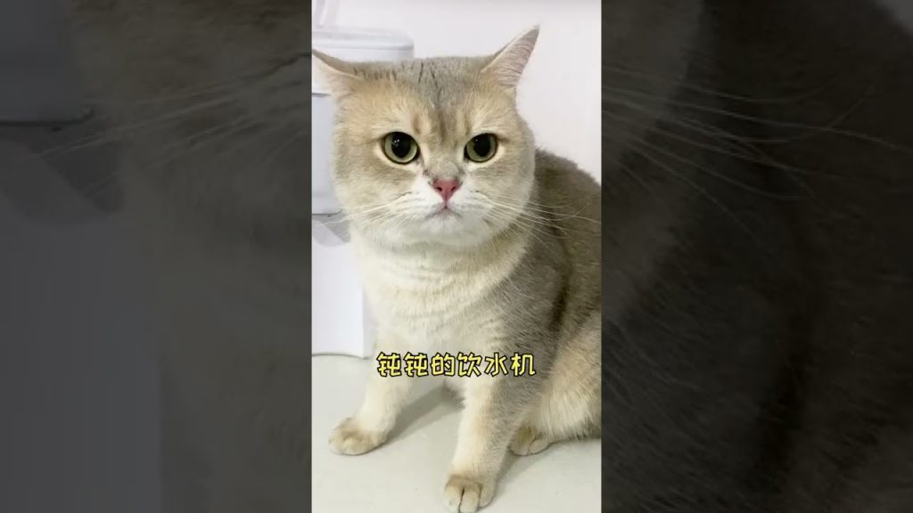 一隻鈍鈍少爺 【鈍鈍劇場】太驚險了!我家貓差點就沒了!