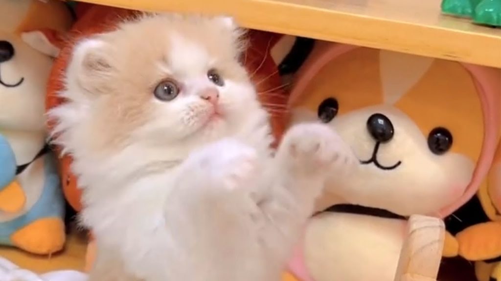 獨生子的日常 【小奶貓成長記】當我天天給我家小奶貓餵奶