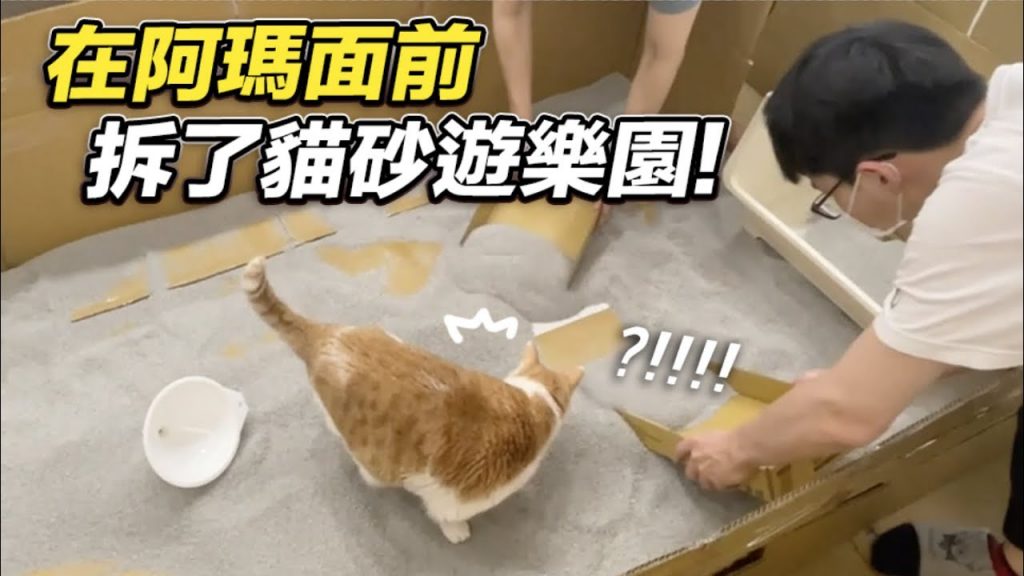 志銘與狸貓 【在阿瑪面前拆了貓砂遊樂園!】志銘與狸貓