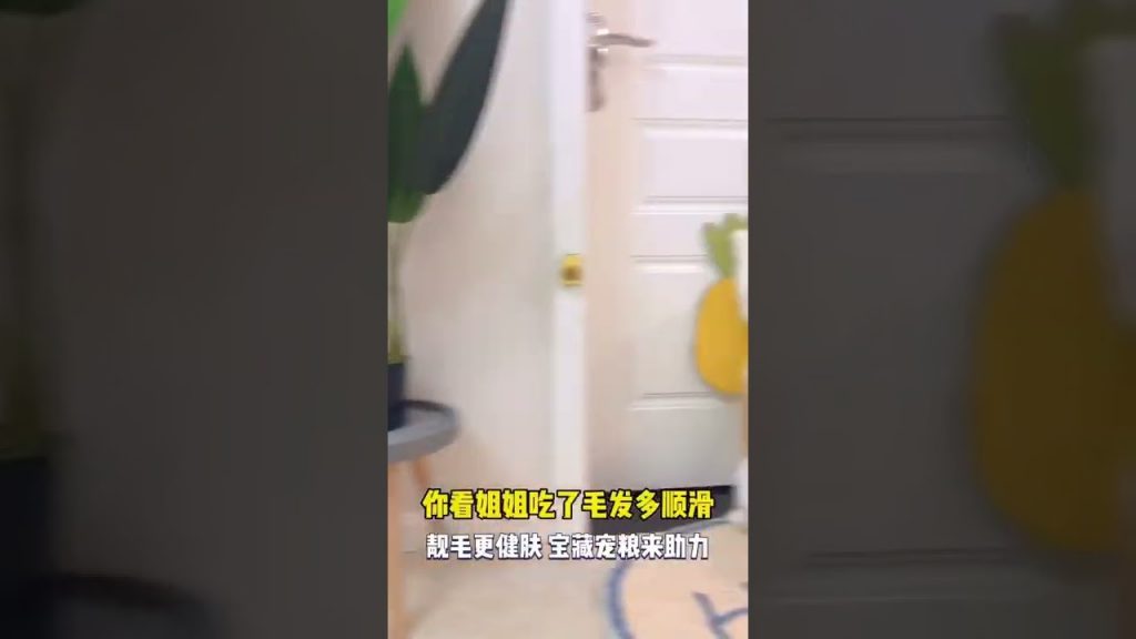獨生子的日常 【小奶猫成长记】一只小奶猫有多在意自己的发型?