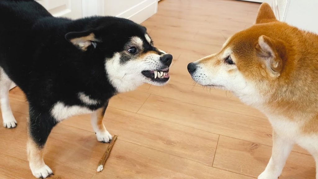 Oka the Shiba Inu 柴犬Oka 兩隻柴犬吵架,接下來這一幕,讓主人笑了
