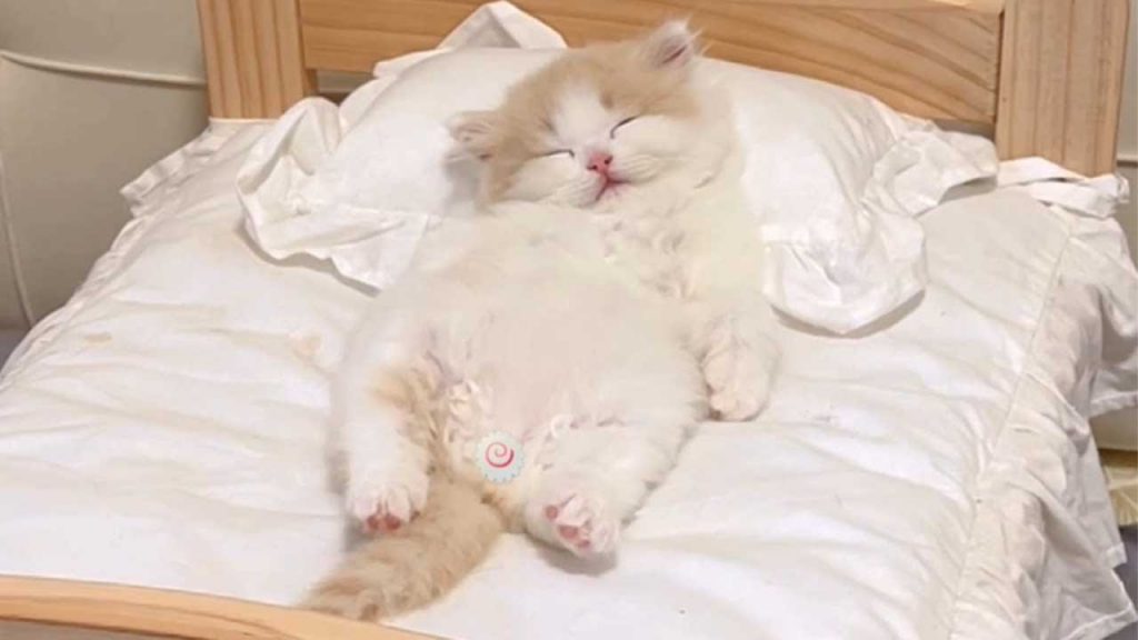 獨生子的日常 【小奶貓成長記】有些貓咪表面可愛 背地呼嚕聲比我還大